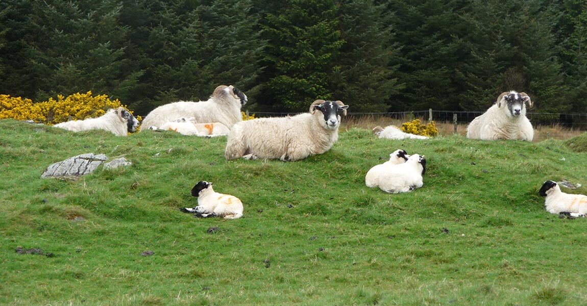 Schafe auf Islay
